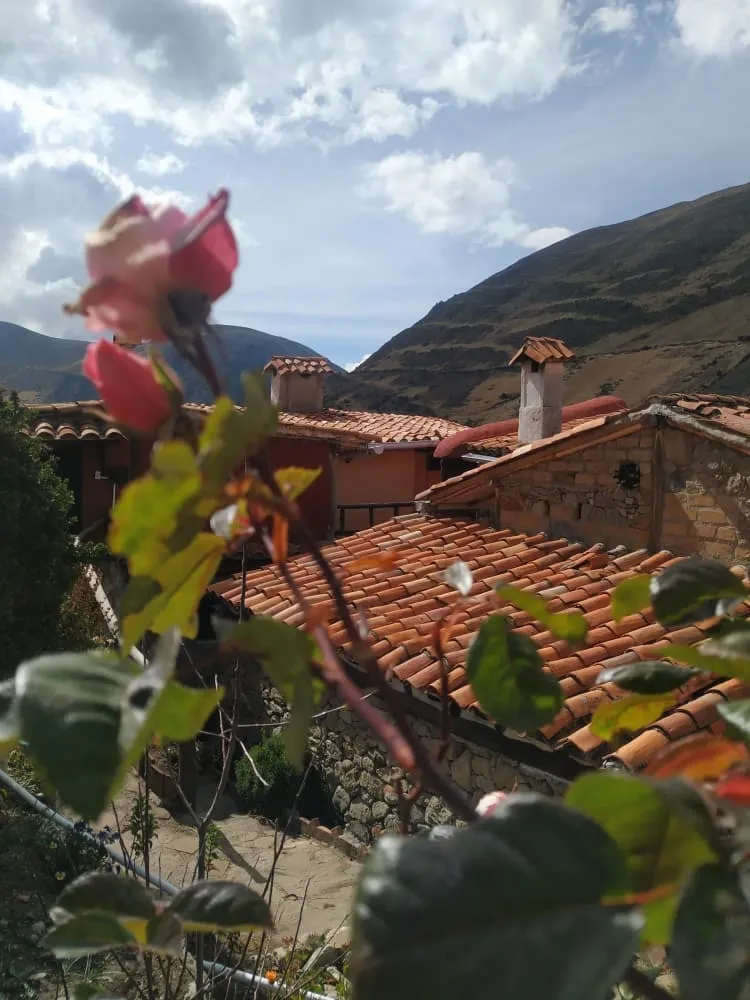 Roses and rooftops